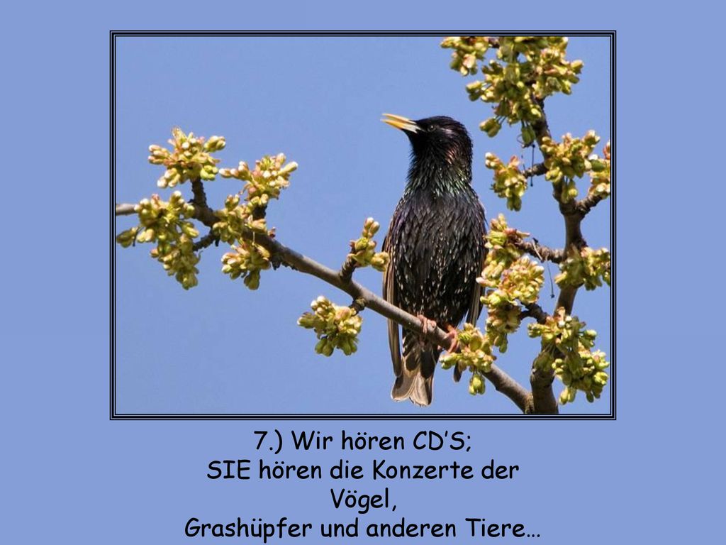 SIE hören die Konzerte der Vögel, Grashüpfer und anderen Tiere…