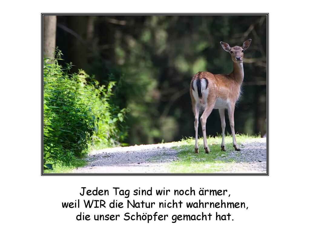 Jeden Tag sind wir noch ärmer, weil WIR die Natur nicht wahrnehmen,
