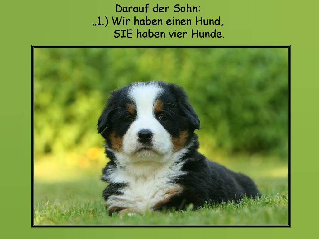 Darauf der Sohn: „1.) Wir haben einen Hund, SIE haben vier Hunde.