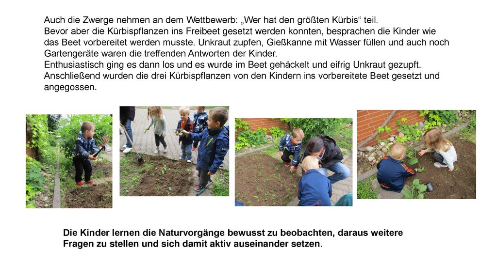 Auch die Zwerge nehmen an dem Wettbewerb: „Wer hat den größten Kürbis teil.