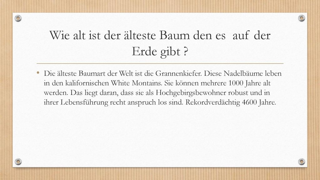 Wie alt ist der älteste Baum den es auf der Erde gibt