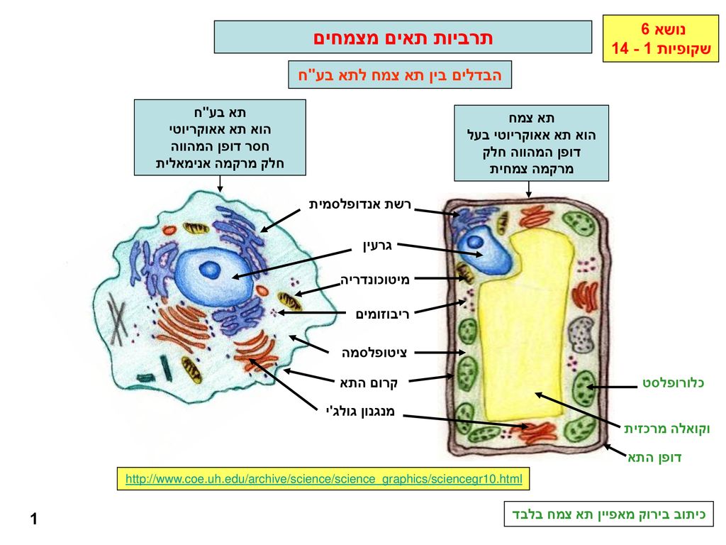 תרביות תאים מצמחים נושא 6 שקופיות הבדלים בין תא צמח לתא בע ח 1