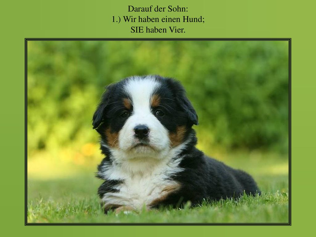 Darauf der Sohn: 1.) Wir haben einen Hund; SIE haben Vier.