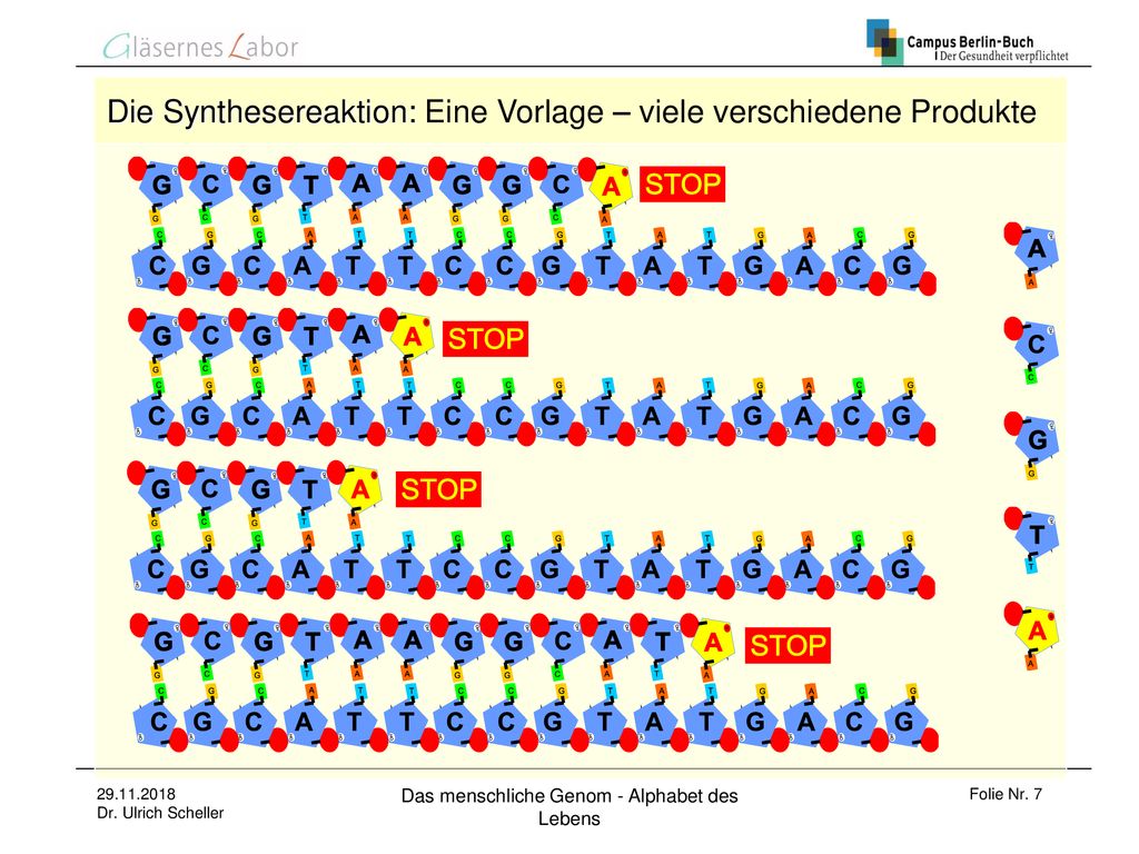 Die Synthesereaktion: Eine Vorlage – viele verschiedene Produkte