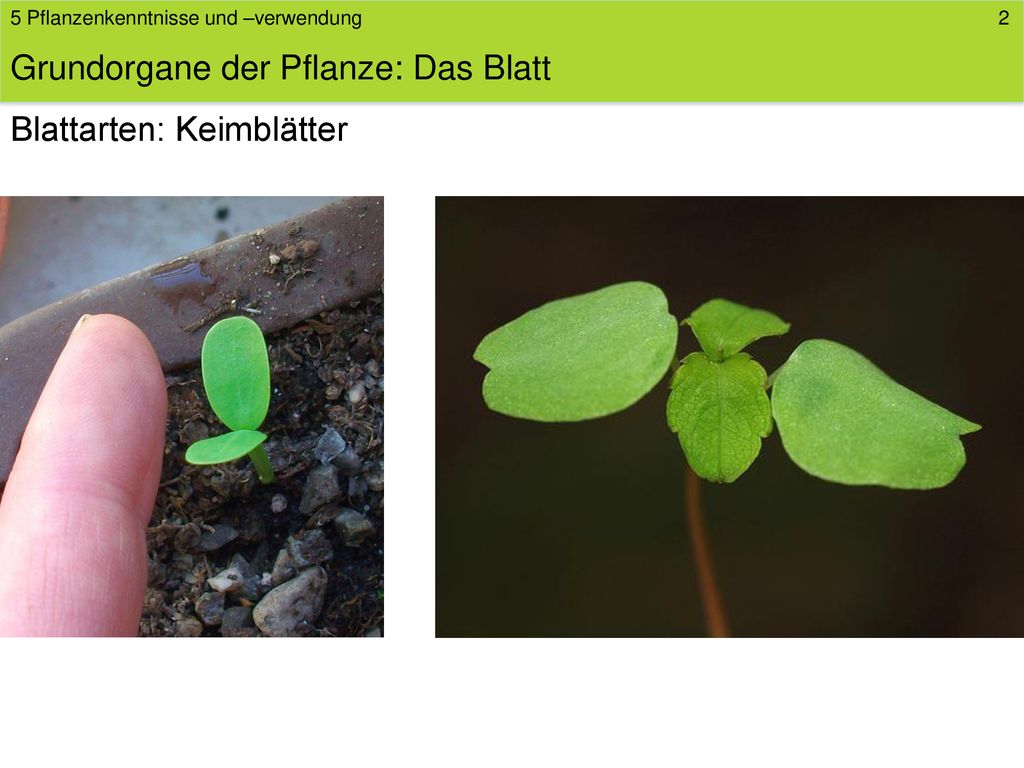 der Pflanze Das Blatt ppt herunterladen