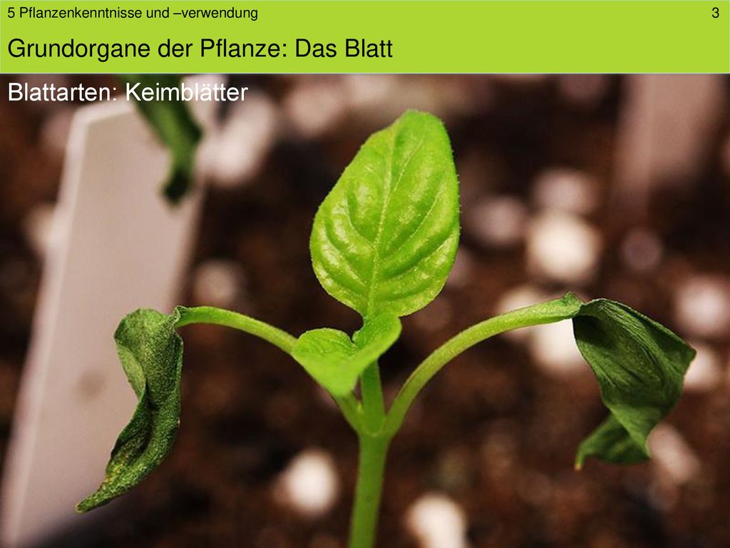 Grundorgane der Pflanze: Das Blatt - ppt herunterladen