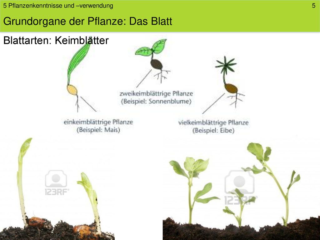 Grundorgane der Pflanze: Das Blatt - ppt herunterladen