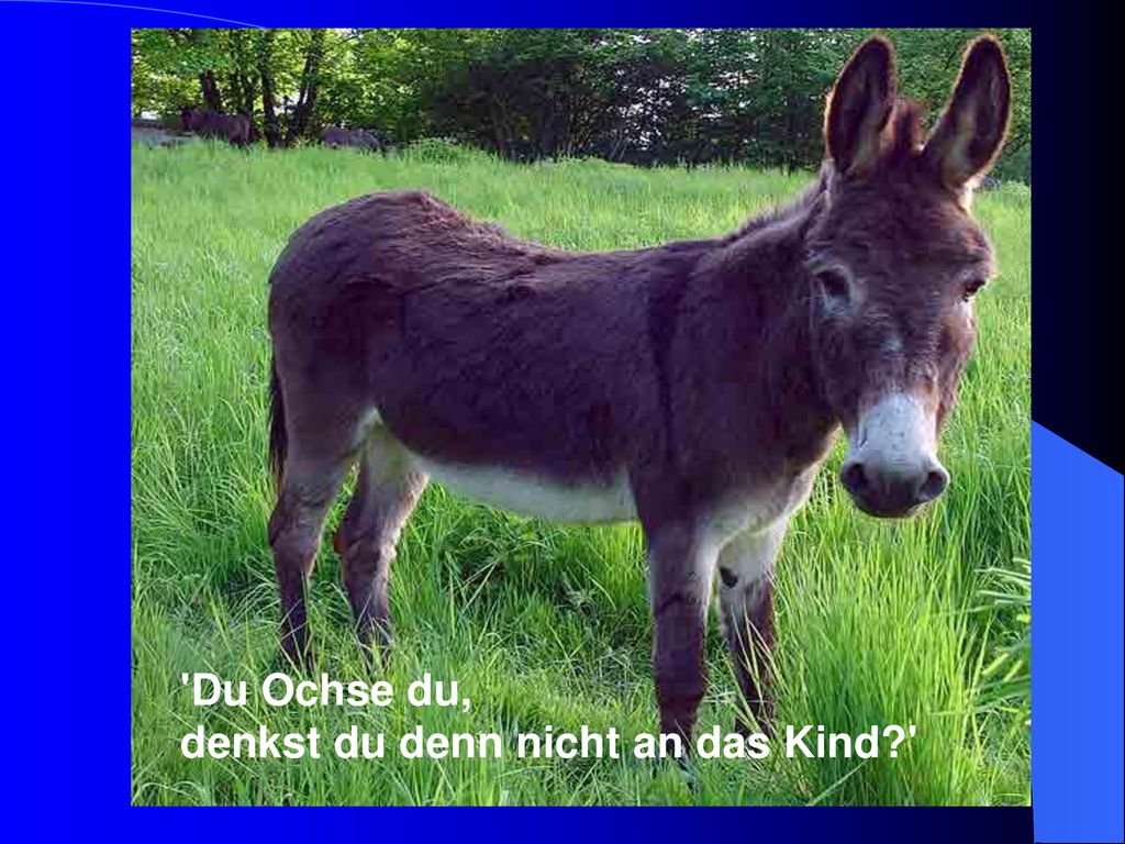 Du Ochse du, denkst du denn nicht an das Kind