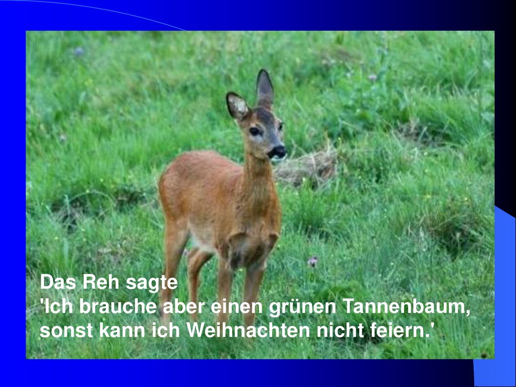 Das Reh sagte Ich brauche aber einen grünen Tannenbaum, sonst kann ich Weihnachten nicht feiern.