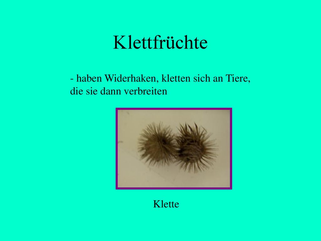 Klettfrüchte - haben Widerhaken, kletten sich an Tiere, die sie dann verbreiten Klette