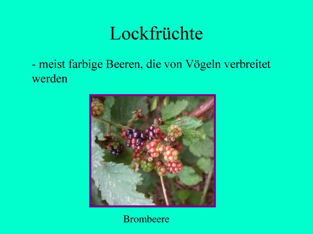 Lockfrüchte - meist farbige Beeren, die von Vögeln verbreitet werden