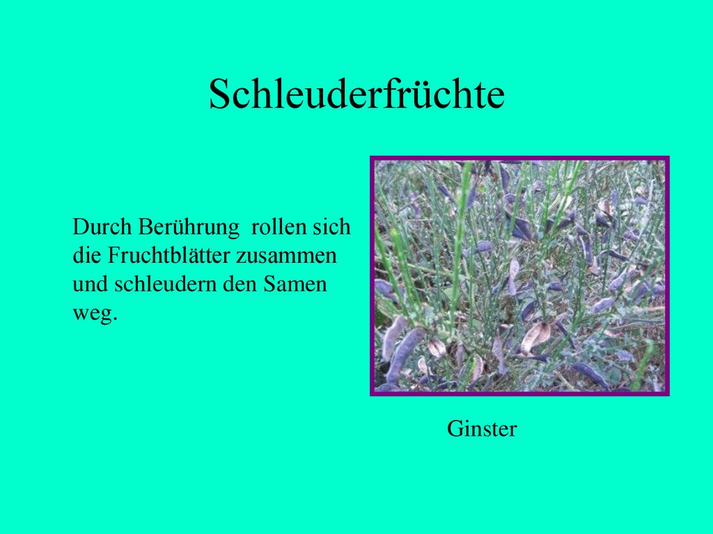 Schleuderfrüchte Durch Berührung rollen sich die Fruchtblätter zusammen und schleudern den Samen weg.