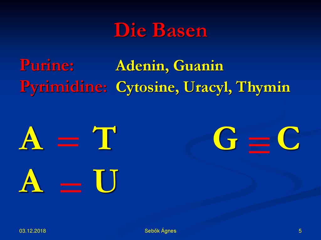 A T G C A U Die Basen Purine: Adenin, Guanin