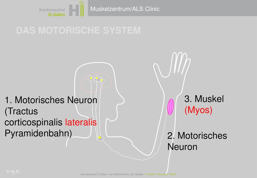 DAS MOTORISCHE SYSTEM 1. Motorisches Neuron (Tractus corticospinalis lateralis Pyramidenbahn) 3. Muskel (Myos)