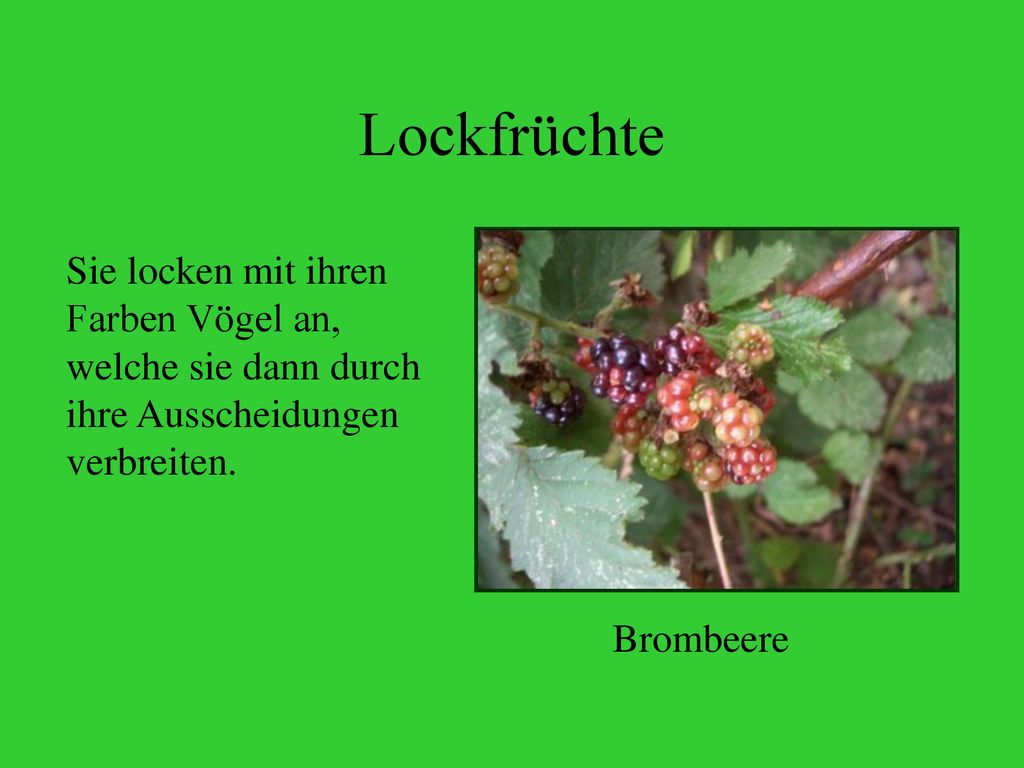 Lockfrüchte Sie locken mit ihren Farben Vögel an, welche sie dann durch ihre Ausscheidungen verbreiten.