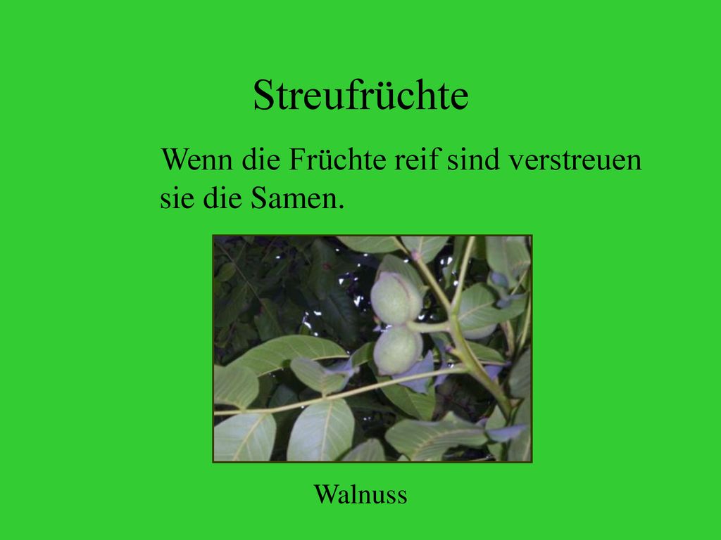 Streufrüchte Wenn die Früchte reif sind verstreuen sie die Samen.