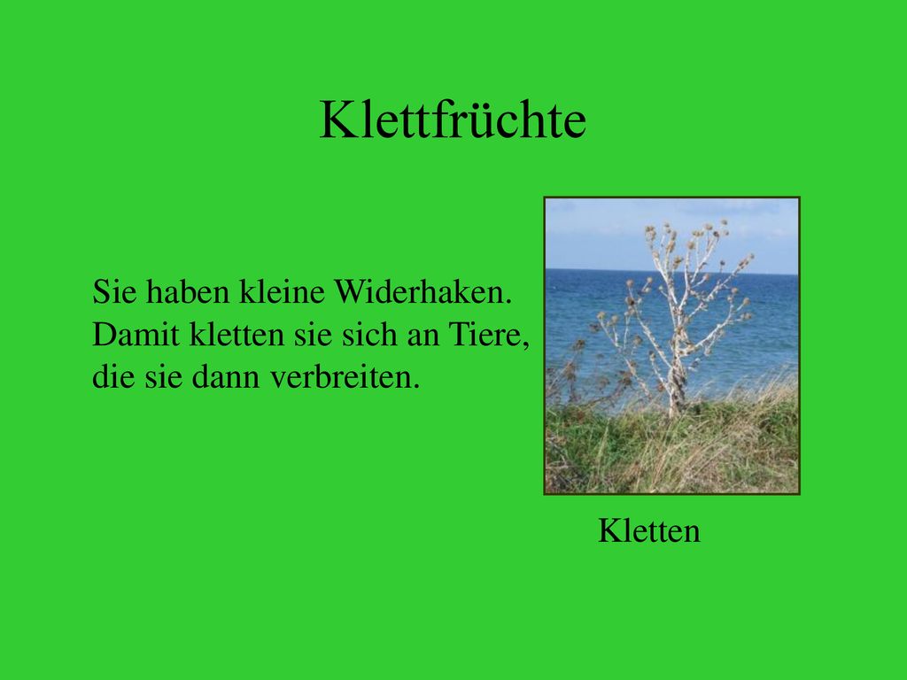 Klettfrüchte Sie haben kleine Widerhaken. Damit kletten sie sich an Tiere, die sie dann verbreiten.