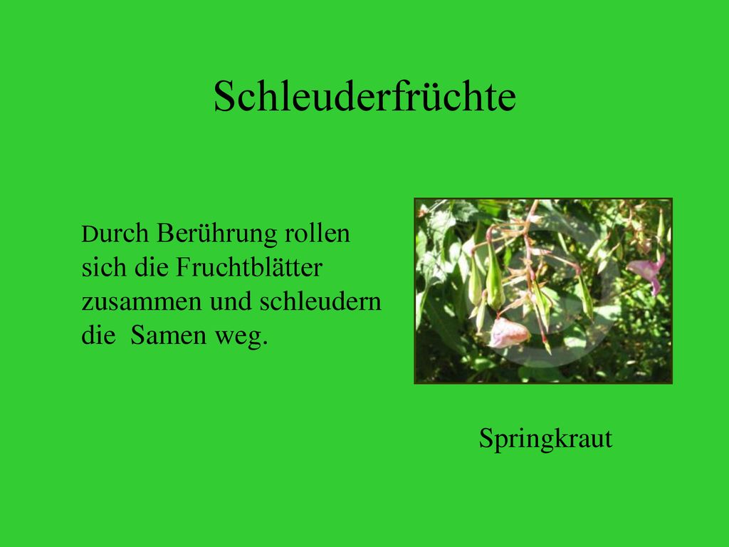 Schleuderfrüchte Durch Berührung rollen sich die Fruchtblätter zusammen und schleudern die Samen weg.