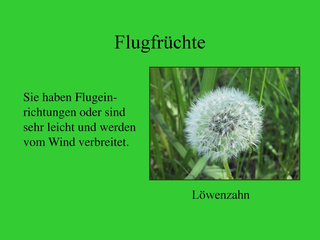 Flugfrüchte Sie haben Flugein-richtungen oder sind sehr leicht und werden vom Wind verbreitet.