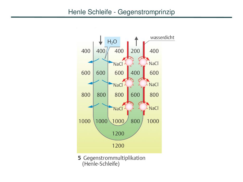 Henle Schleife - Gegenstromprinzip