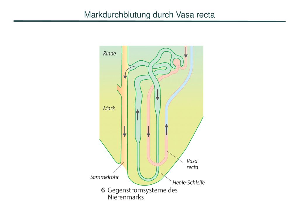 Markdurchblutung durch Vasa recta
