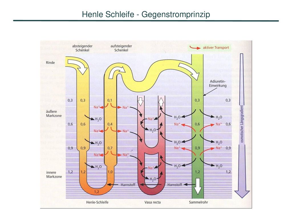 Henle Schleife - Gegenstromprinzip