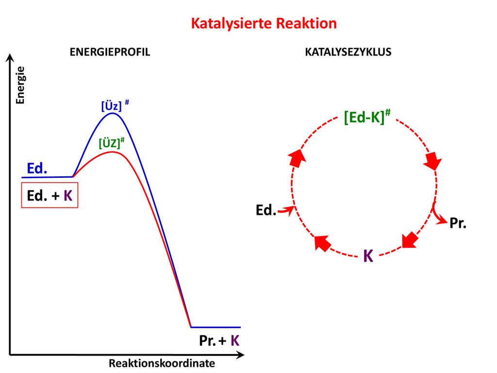 K Katalysierte Reaktion Ed. [Ed-K]# Pr. Ed. + K + K Ed. Pr.