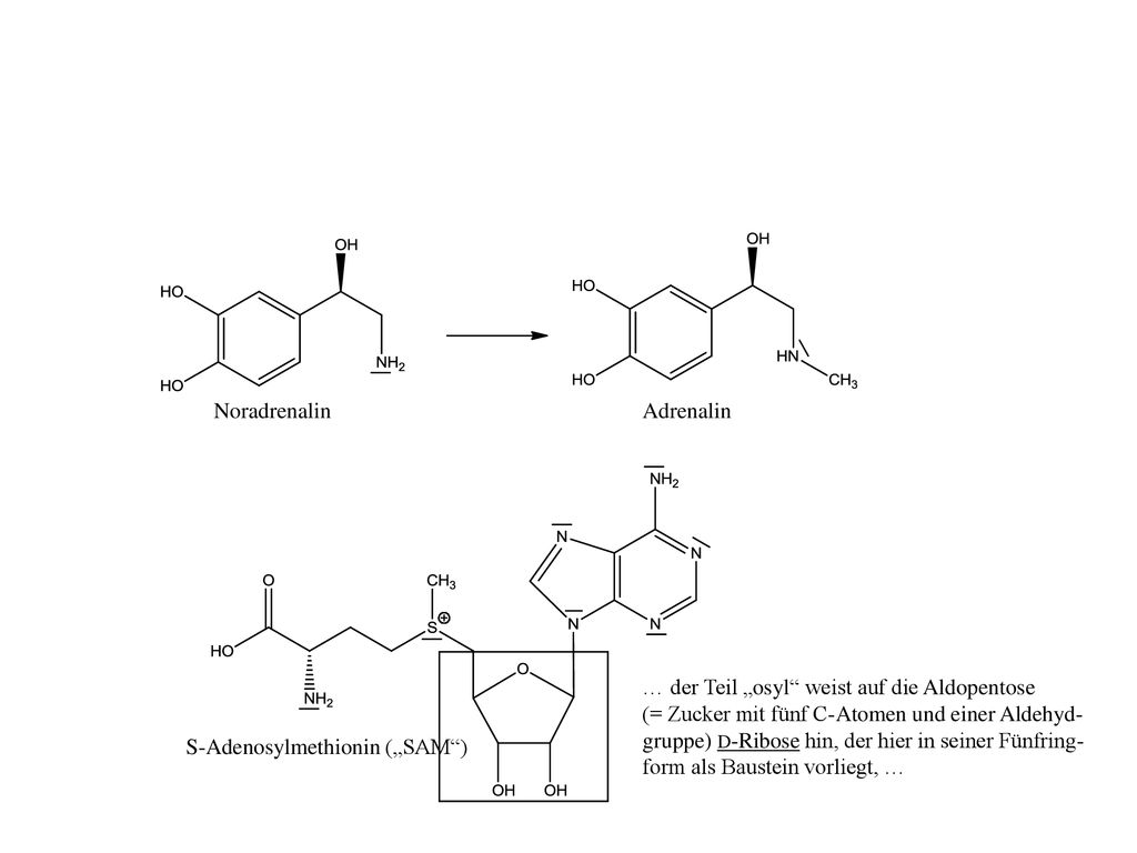 Noradrenalin Adrenalin. … der Teil „osyl weist auf die Aldopentose.