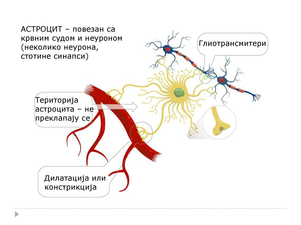 АСТРОЦИТ – повезан са крвним судом и неуроном (неколико неурона, стотине синапси)