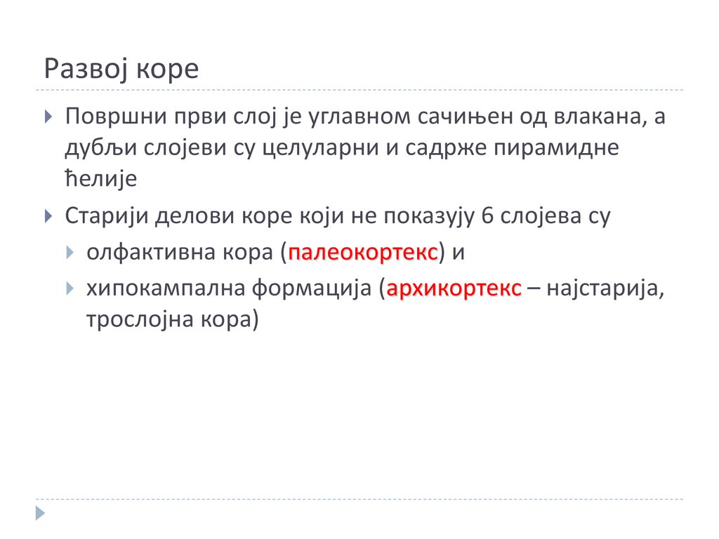Развој коре Површни први слој је углавном сачињен од влакана, а дубљи слојеви су целуларни и садрже пирамидне ћелије.