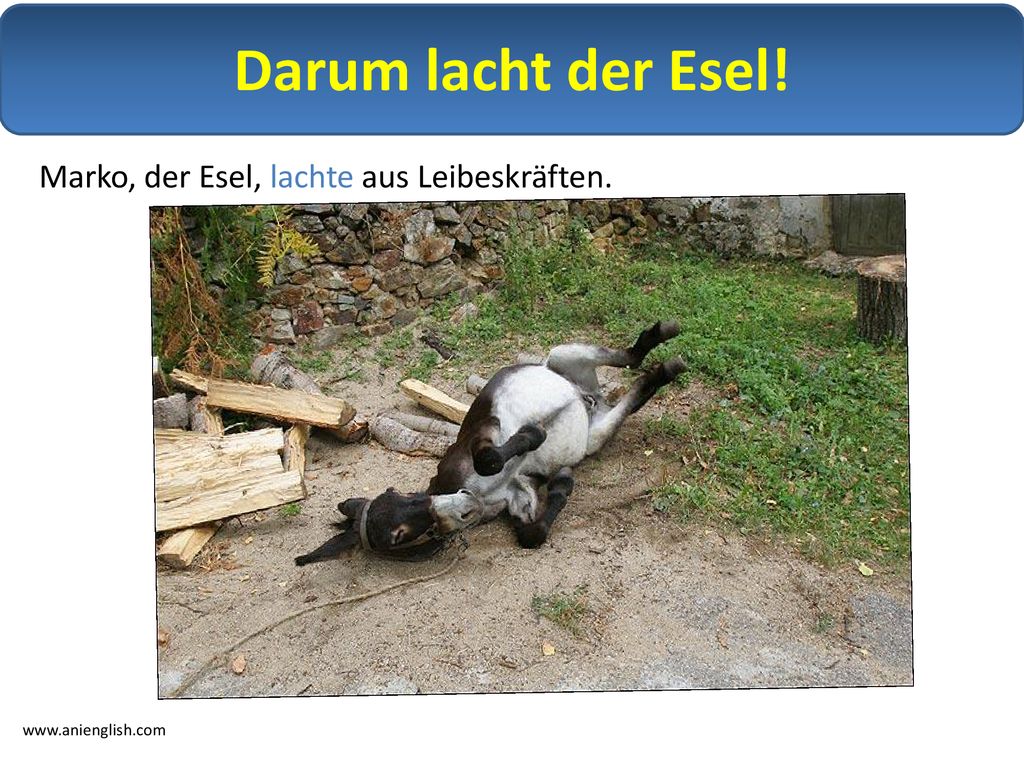 Darum lacht der Esel! Marko, der Esel, lachte aus Leibeskräften.