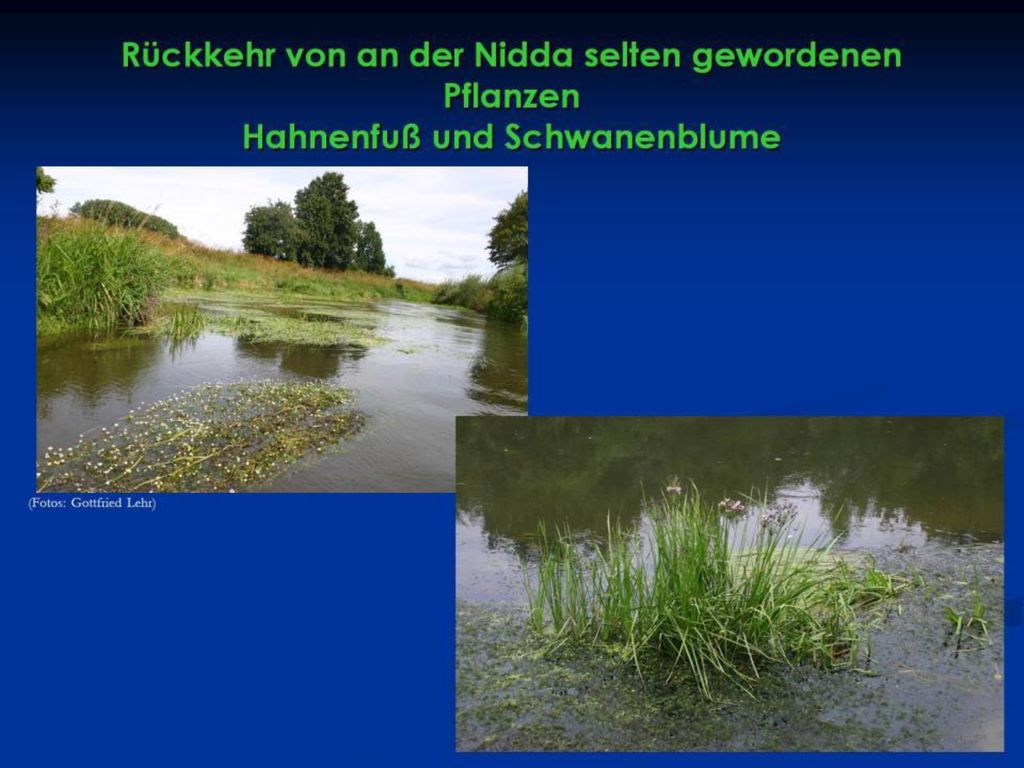 Rückkehr von an der Nidda selten gewordenen Pflanzen Hahnenfuß und Schwanenblume