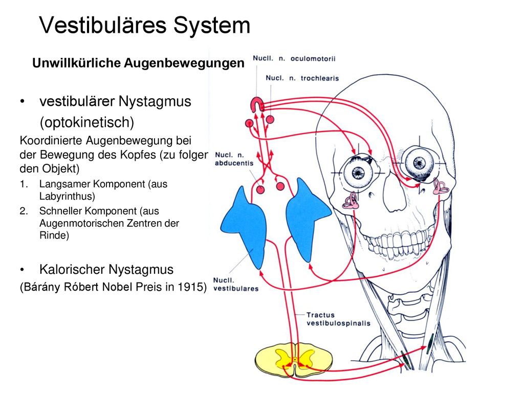 Vestibuläres System vestibulärer Nystagmus (optokinetisch)