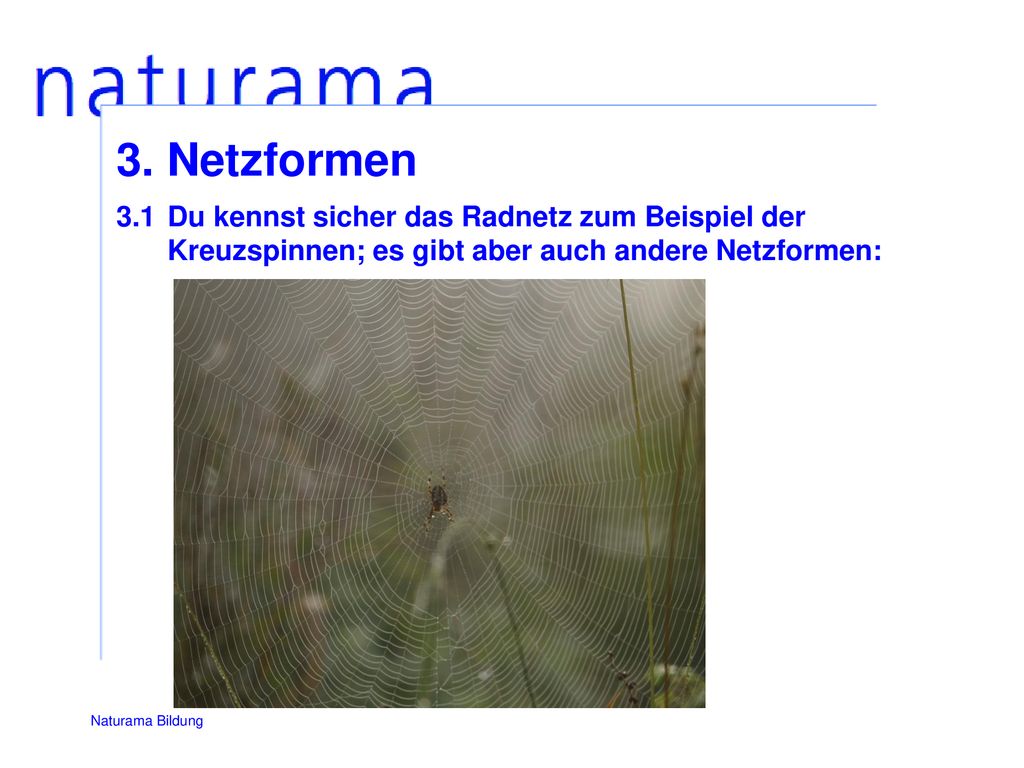 3. Netzformen 3.1 Du kennst sicher das Radnetz zum Beispiel der Kreuzspinnen; es gibt aber auch andere Netzformen:
