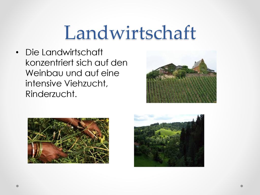 Landwirtschaft Die Landwirtschaft konzentriert sich auf den Weinbau und auf eine intensive Viehzucht, Rinderzucht.
