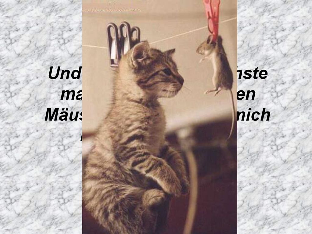 Und bevor ich das nächste mal wieder beim saufen Mäuse sehe, lasse ich mich lieber aufhängen !!