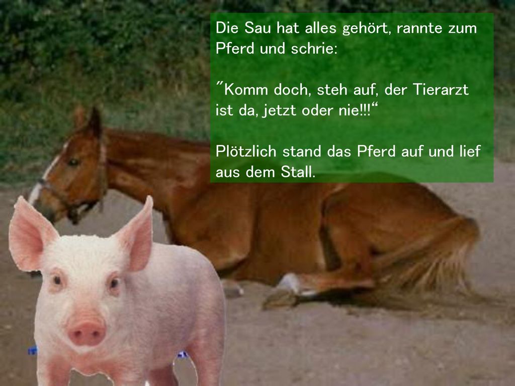 Die Sau hat alles gehört, rannte zum Pferd und schrie: