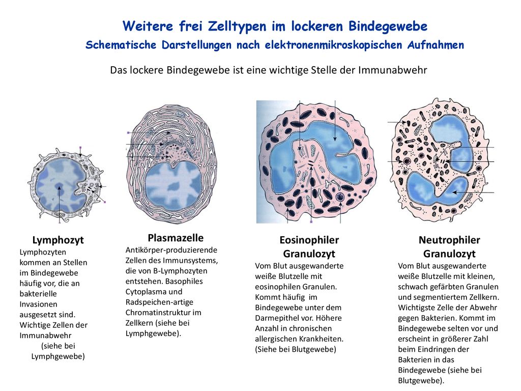 Weitere frei Zelltypen im lockeren Bindegewebe