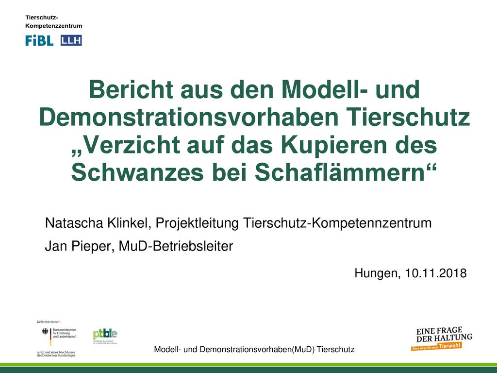 Bericht aus den Modell- und Demonstrationsvorhaben Tierschutz „Verzicht auf das Kupieren des Schwanzes bei Schaflämmern