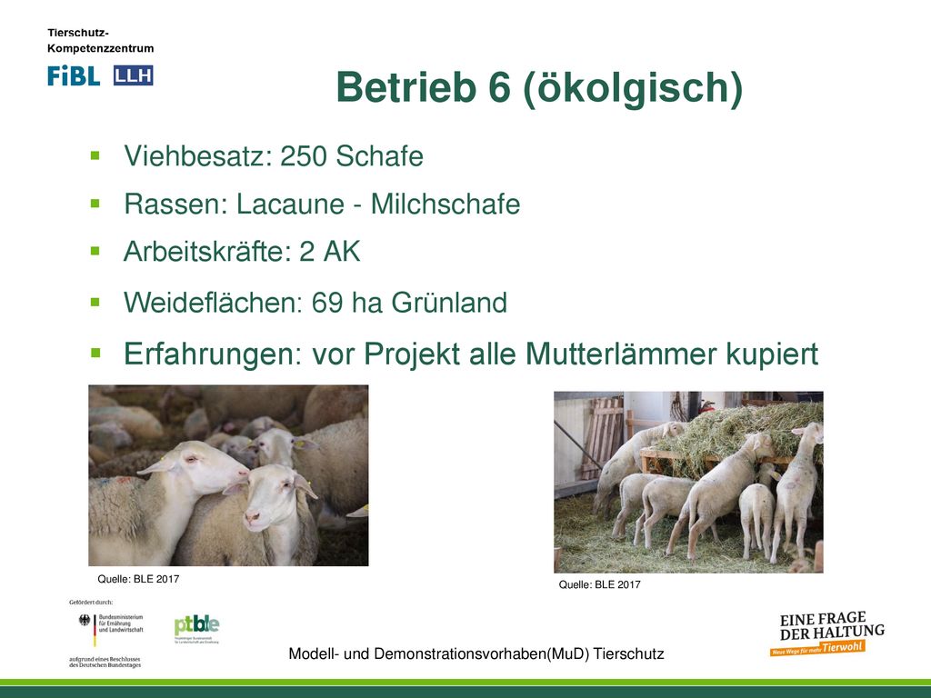 Betrieb 6 (ökolgisch) Viehbesatz: 250 Schafe. Rassen: Lacaune - Milchschafe. Arbeitskräfte: 2 AK.