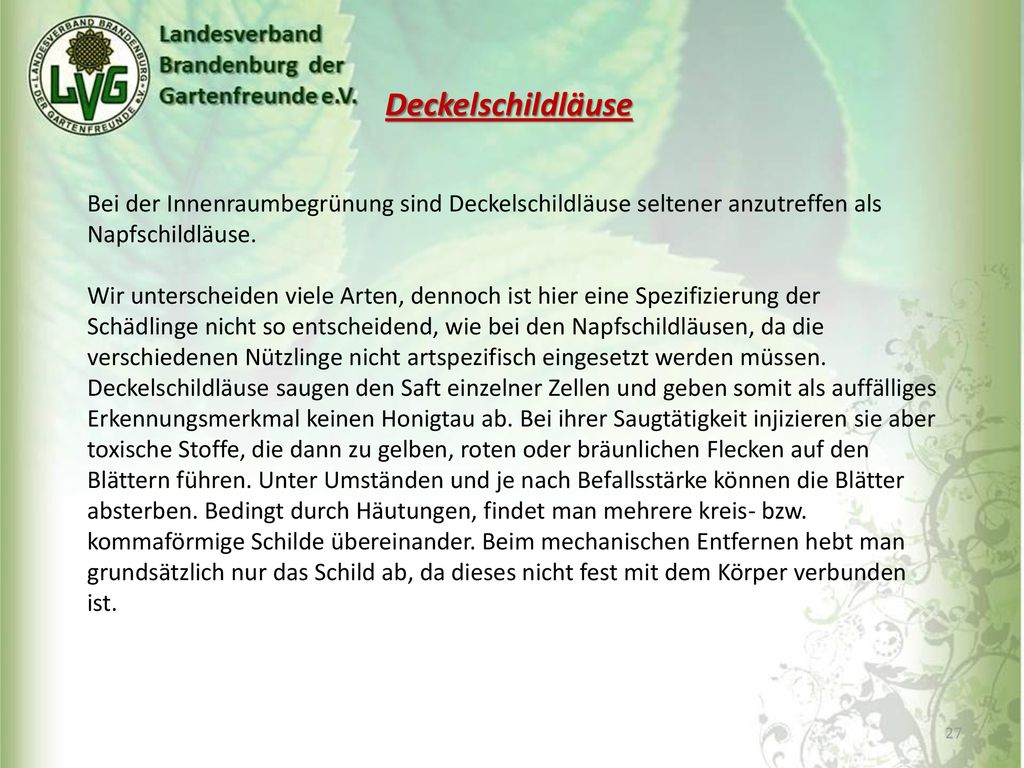 Deckelschildläuse Bei der Innenraumbegrünung sind Deckelschildläuse seltener anzutreffen als Napfschildläuse.