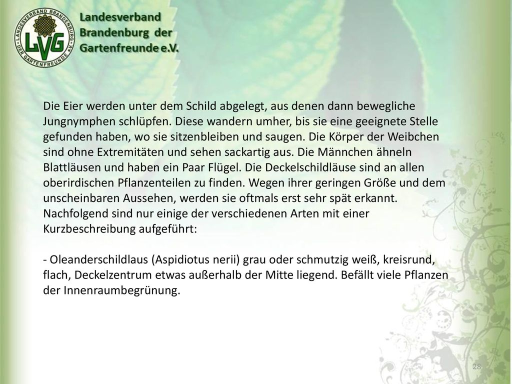 Die Eier werden unter dem Schild abgelegt, aus denen dann bewegliche Jungnymphen schlüpfen. Diese wandern umher, bis sie eine geeignete Stelle gefunden haben, wo sie sitzenbleiben und saugen. Die Körper der Weibchen sind ohne Extremitäten und sehen sackartig aus. Die Männchen ähneln Blattläusen und haben ein Paar Flügel. Die Deckelschildläuse sind an allen oberirdischen Pflanzenteilen zu finden. Wegen ihrer geringen Größe und dem unscheinbaren Aussehen, werden sie oftmals erst sehr spät erkannt. Nachfolgend sind nur einige der verschiedenen Arten mit einer Kurzbeschreibung aufgeführt:
