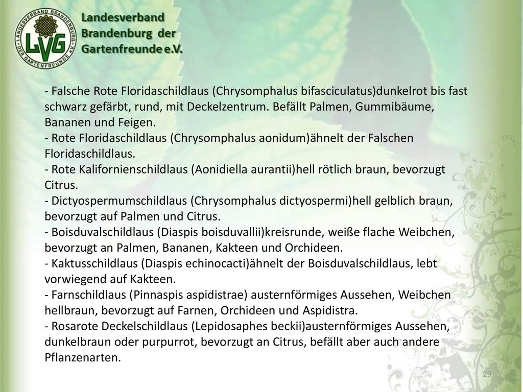 - Falsche Rote Floridaschildlaus (Chrysomphalus bifasciculatus)dunkelrot bis fast schwarz gefärbt, rund, mit Deckelzentrum. Befällt Palmen, Gummibäume, Bananen und Feigen.