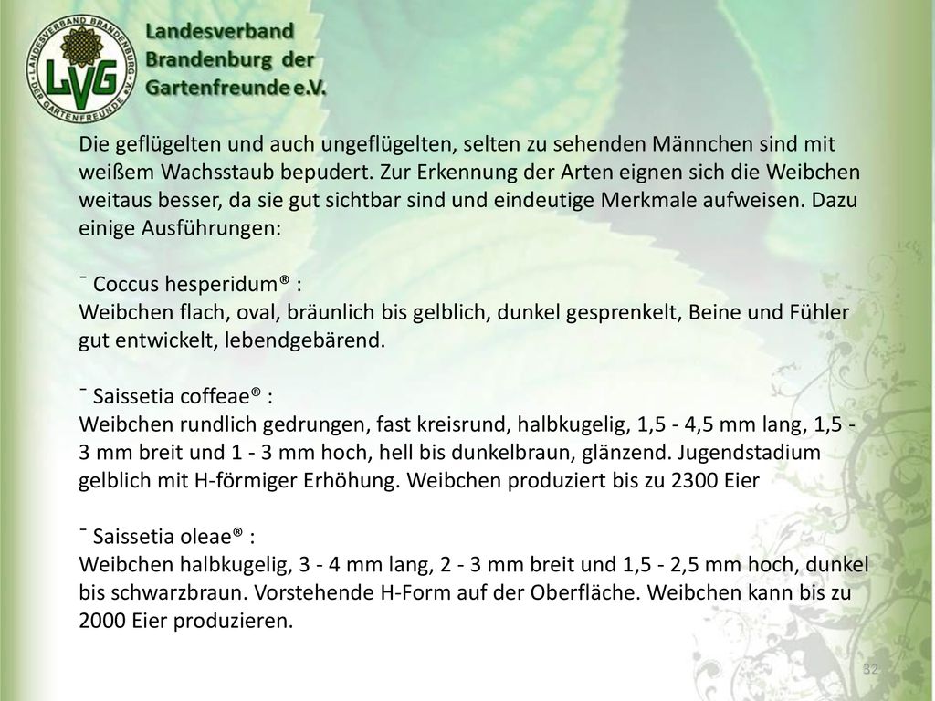 Die geflügelten und auch ungeflügelten, selten zu sehenden Männchen sind mit weißem Wachsstaub bepudert. Zur Erkennung der Arten eignen sich die Weibchen weitaus besser, da sie gut sichtbar sind und eindeutige Merkmale aufweisen. Dazu einige Ausführungen: