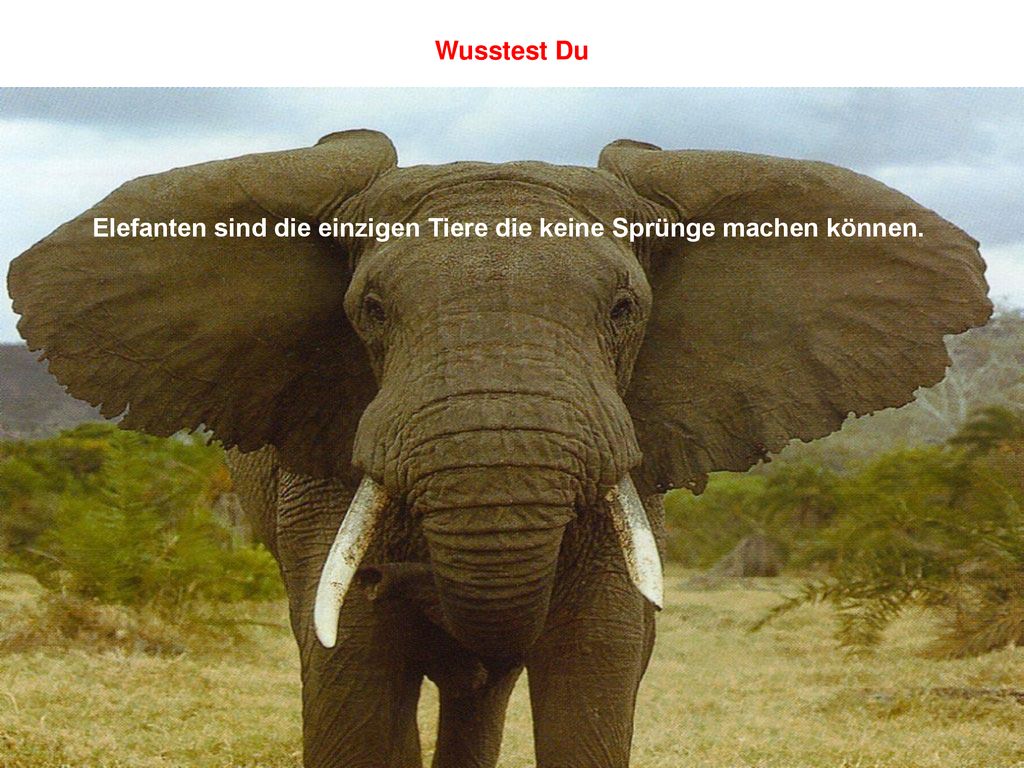 Elefanten sind die einzigen Tiere die keine Sprünge machen können.