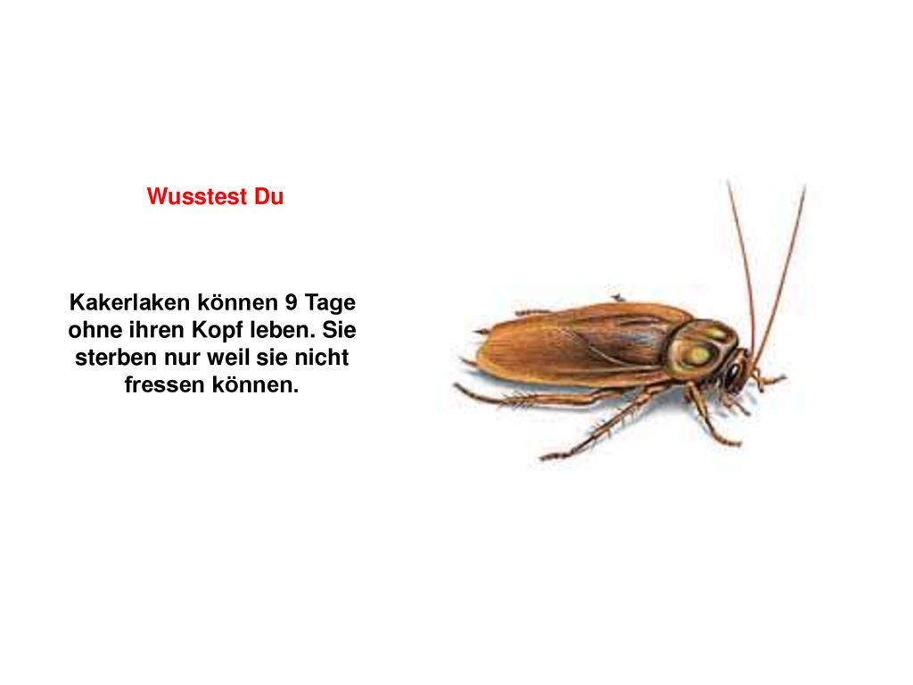 Wusstest Du Kakerlaken können 9 Tage ohne ihren Kopf leben.