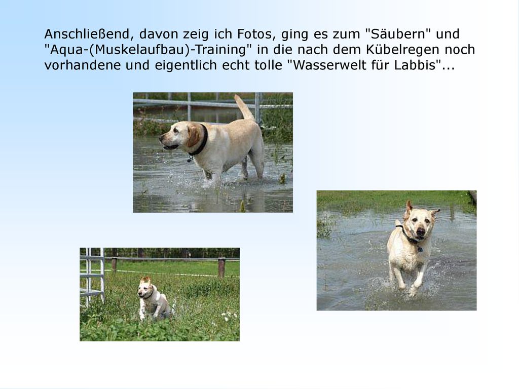 Anschließend, davon zeig ich Fotos, ging es zum Säubern und Aqua-(Muskelaufbau)-Training in die nach dem Kübelregen noch vorhandene und eigentlich echt tolle Wasserwelt für Labbis ...