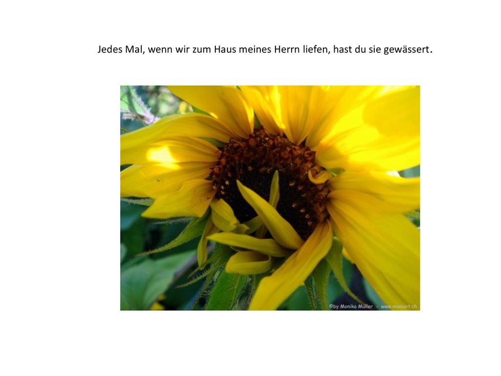 Jedes Mal, wenn wir zum Haus meines Herrn liefen, hast du sie gewässert.