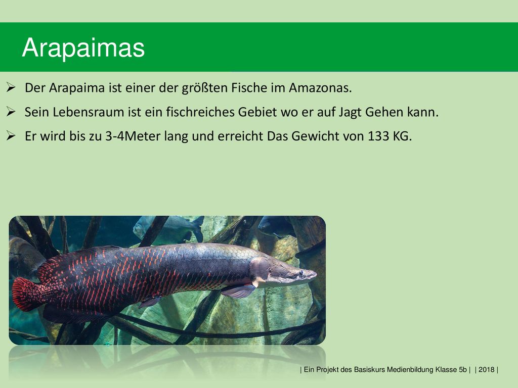 Arapaimas Der Arapaima ist einer der größten Fische im Amazonas.