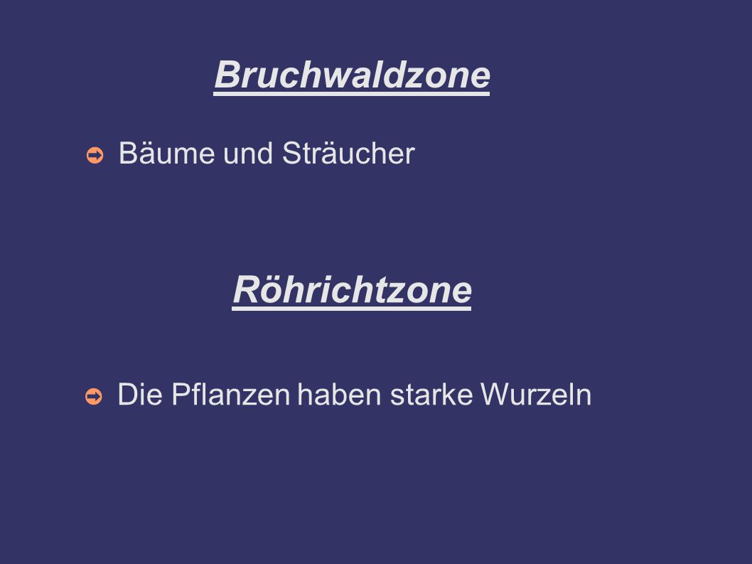 Bruchwaldzone Röhrichtzone
